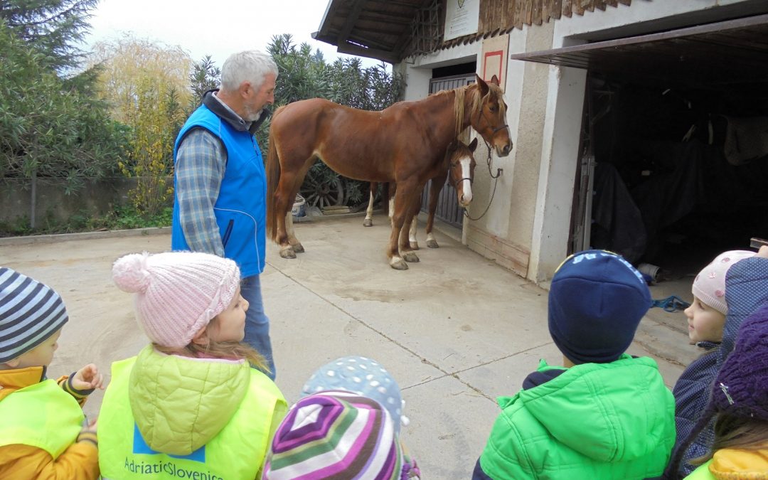 HI, KONJIČEK, HI